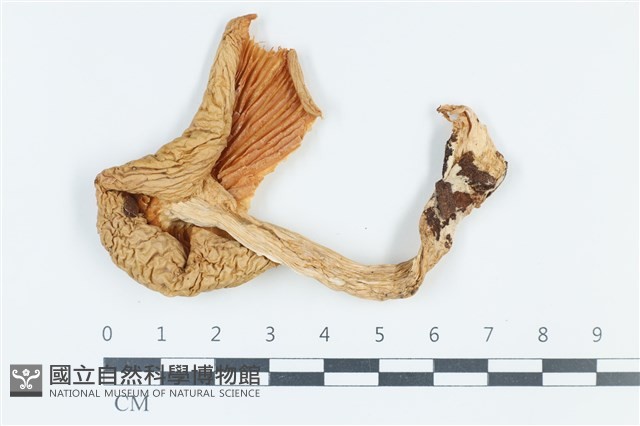登錄號:F0039352藏品圖，第1張