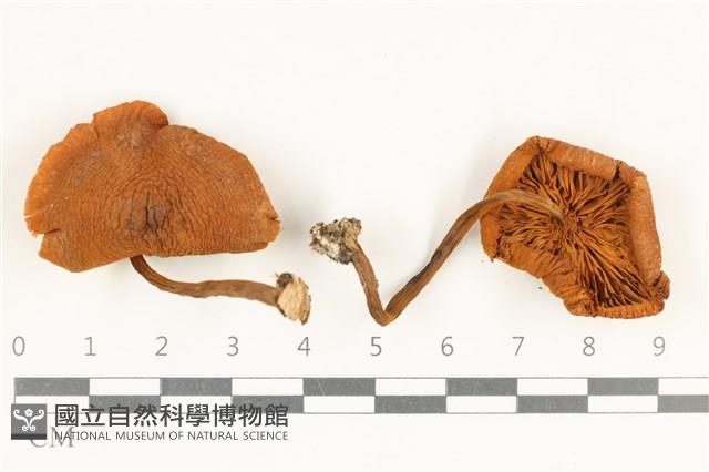 登錄號:F0038242藏品圖，第1張