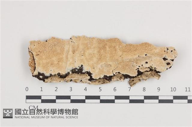 登錄號:F0036242藏品圖，第1張