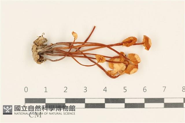 登錄號:F0037242藏品圖，第1張