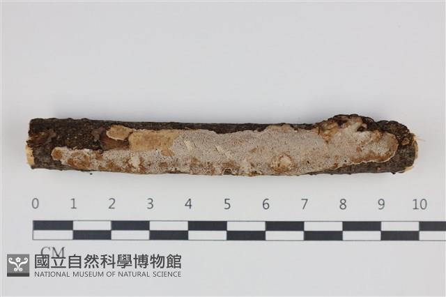 登錄號:F0035242藏品圖，第1張