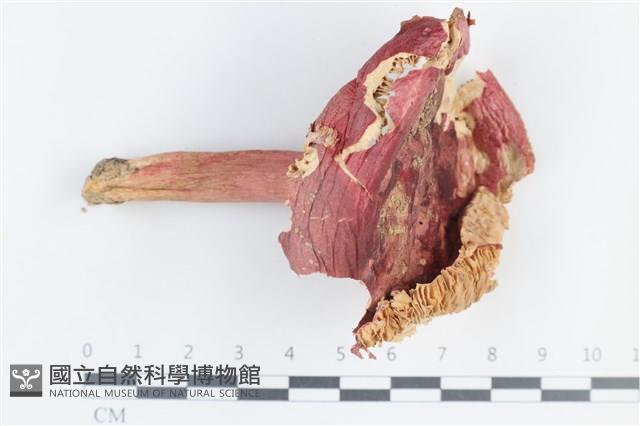 登錄號:F0038842藏品圖，第1張