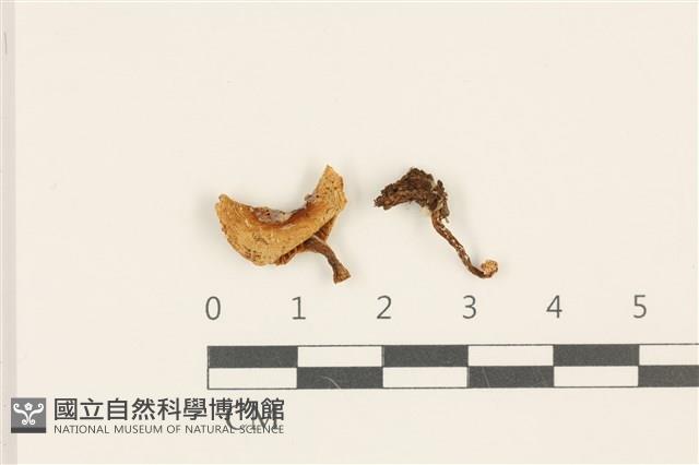 登錄號:F0036842藏品圖，第1張