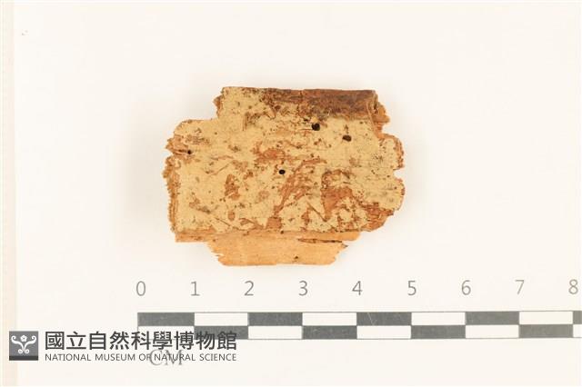 登錄號:F0017842藏品圖，第1張
