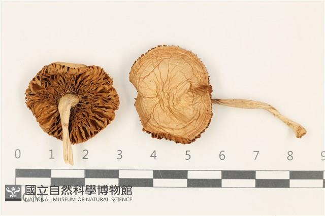 登錄號:F0037842藏品圖，第1張