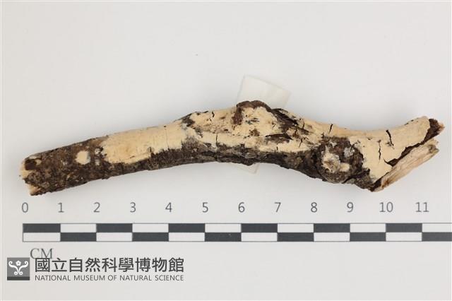 登錄號:F0035842藏品圖，第1張