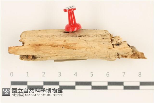 登錄號:F0037942藏品圖，第1張