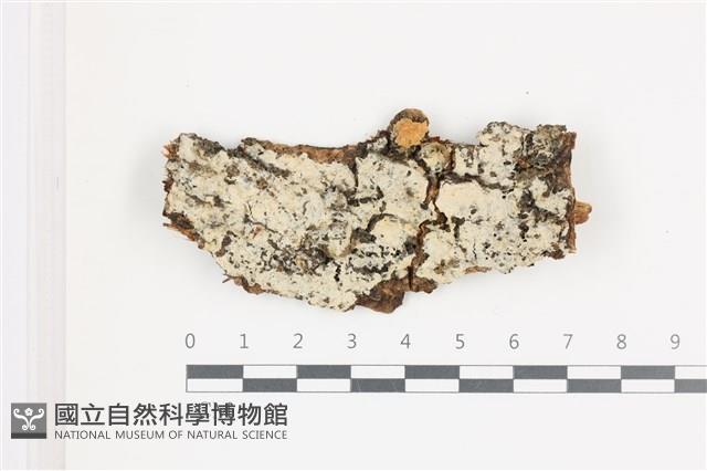 小菇屬藏品圖，第1張