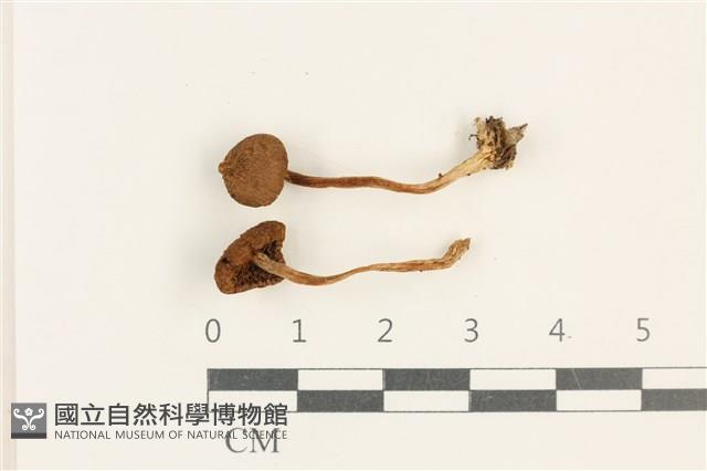 登錄號:F0037642藏品圖，第1張