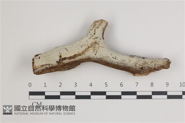 登錄號:F0035642藏品圖，第1張
