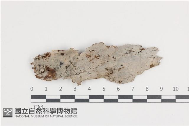 射脈菌屬藏品圖，第1張