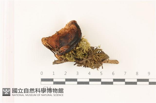 紅菇屬藏品圖，第1張