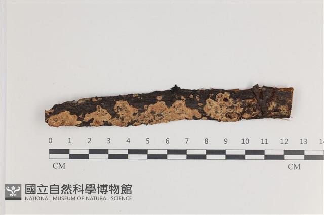 登錄號:F0035442藏品圖，第1張