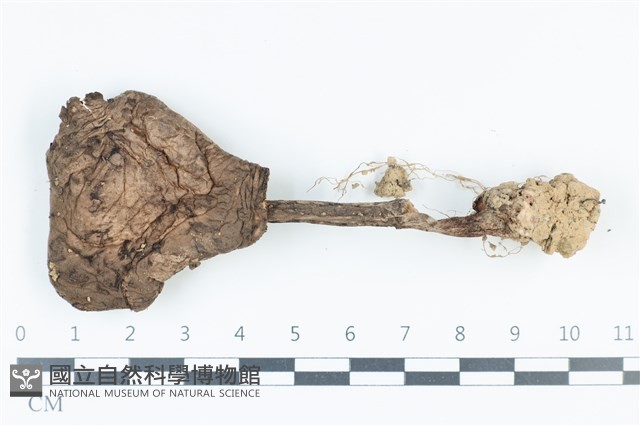 登錄號:F0039442藏品圖，第1張