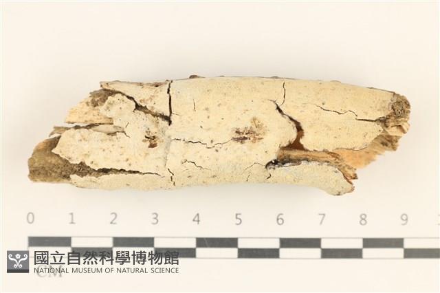 登錄號:F0018742藏品圖，第1張