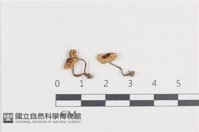 登錄號:F0038742藏品圖，第1張