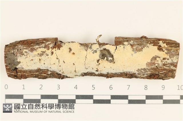 登錄號:F0036742藏品圖，第1張