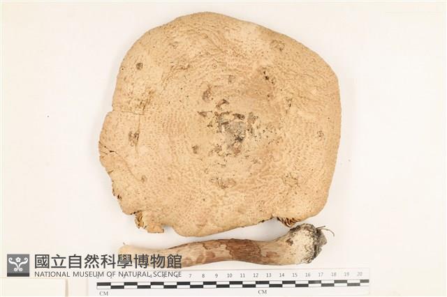 登錄號:F0037742藏品圖，第1張