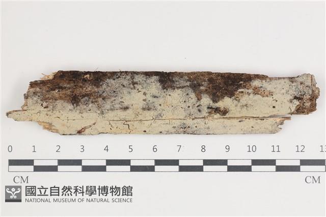 登錄號:F0035742藏品圖，第1張