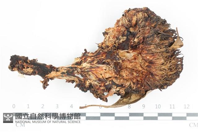 館號:F0036542藏品圖，第1張
