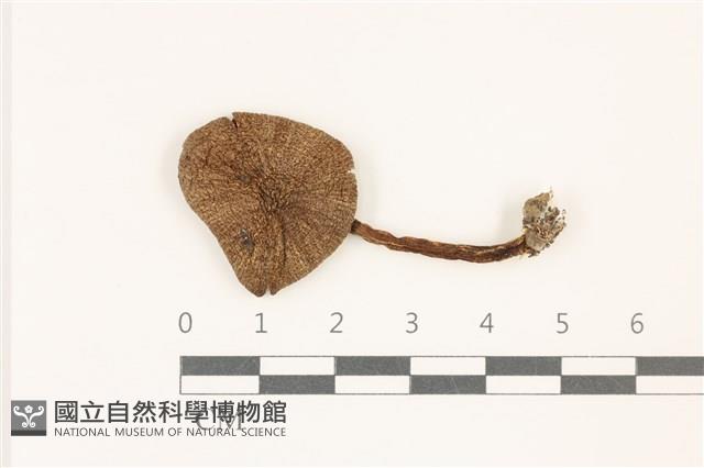 粉褶菌屬藏品圖，第1張