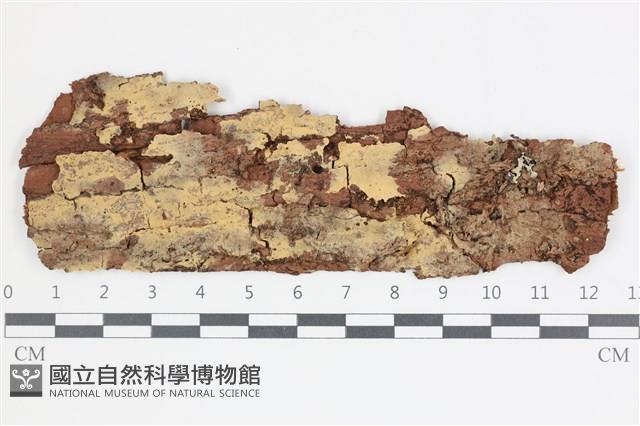 登錄號:F0035542藏品圖，第1張