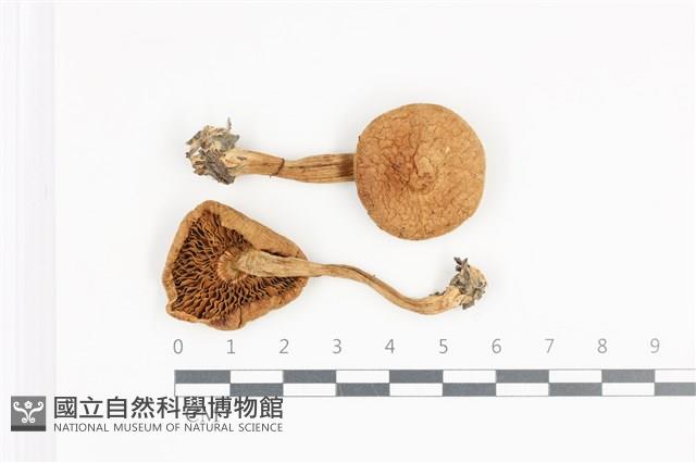 登錄號:F0036142藏品圖，第1張