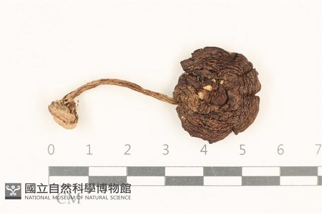 登錄號:F0037142藏品圖，第1張