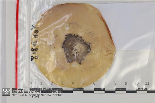 登錄號:F0035142藏品圖，第1張