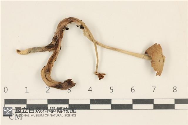 登錄號:F0019142藏品圖，第1張