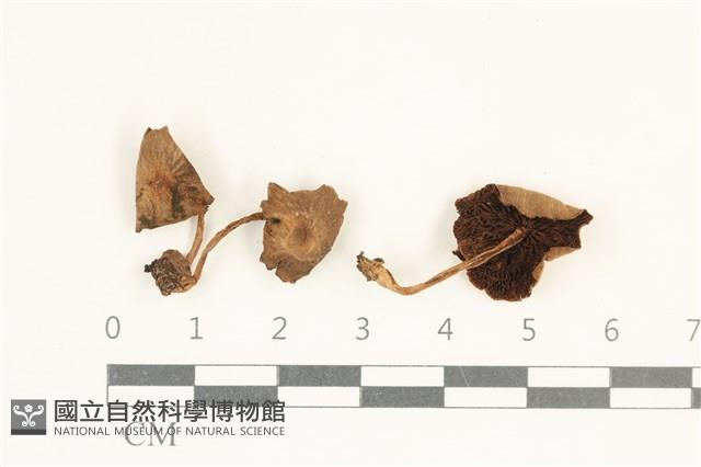 登錄號:F0038042藏品圖，第1張