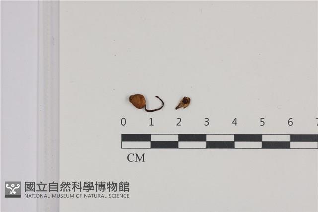 杯傘屬藏品圖，第1張