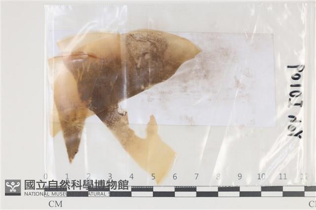 登錄號:F0035042藏品圖，第1張