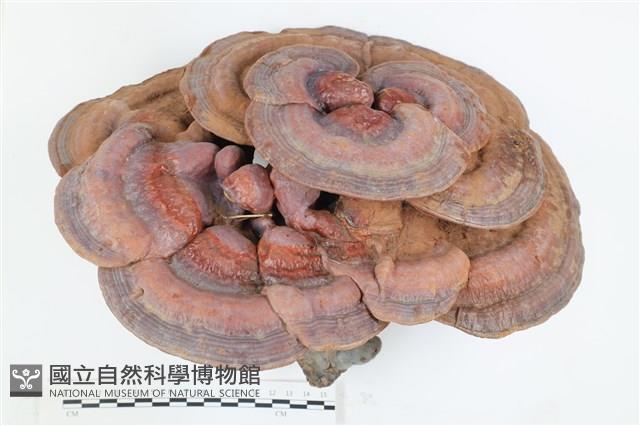 登錄號:F0036342藏品圖，第1張