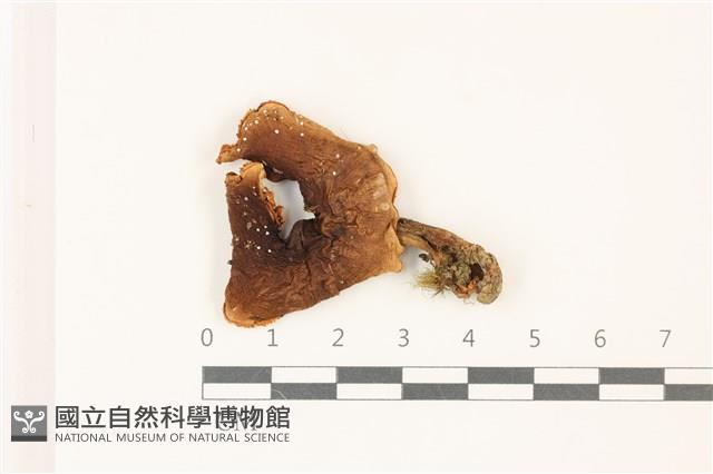 登錄號:F0037342藏品圖，第1張
