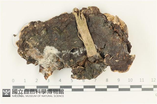 登錄號:F0038292藏品圖，第1張