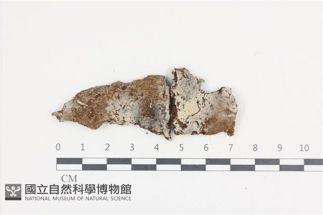 登錄號:F0036292藏品圖，第1張