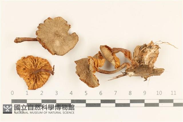登錄號:F0037292藏品圖，第1張