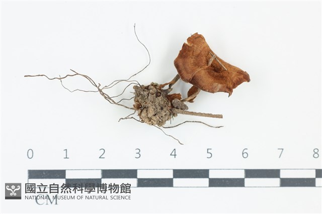 登錄號:F0039292藏品圖，第1張