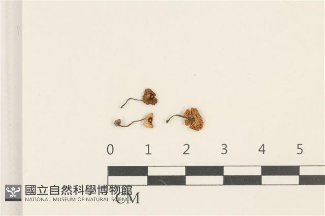 登錄號:F0036892藏品圖，第1張