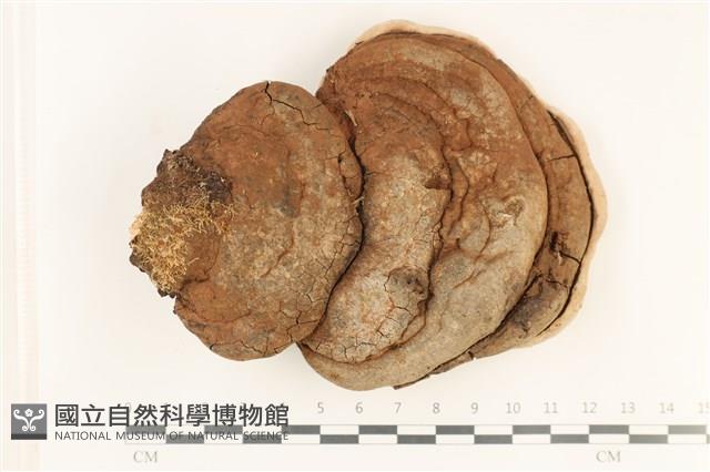 登錄號:F0037892藏品圖，第1張
