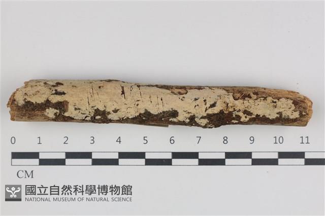 絲齒菌屬藏品圖，第1張