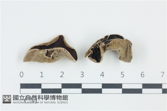 登錄號:F0038992藏品圖，第1張