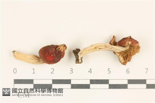 登錄號:F0036992藏品圖，第1張