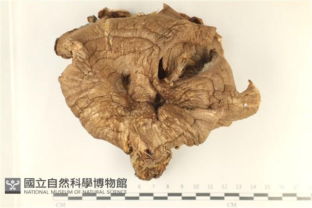 登錄號:F0037992藏品圖，第1張