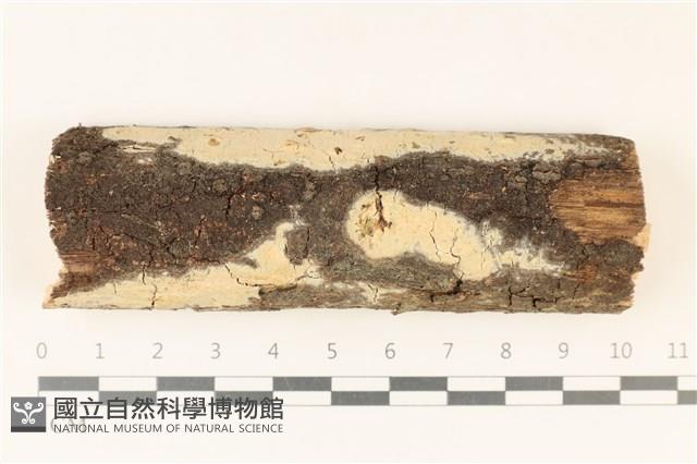 登錄號:F0029992藏品圖，第1張