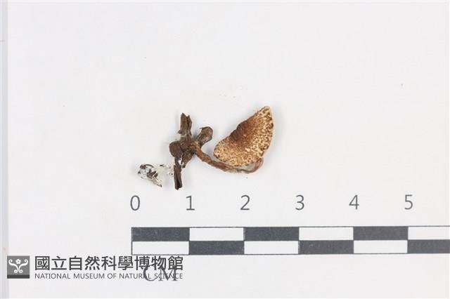 登錄號:F0038692藏品圖，第1張