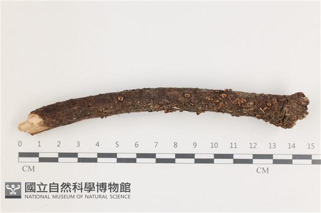 小皮傘屬藏品圖，第1張