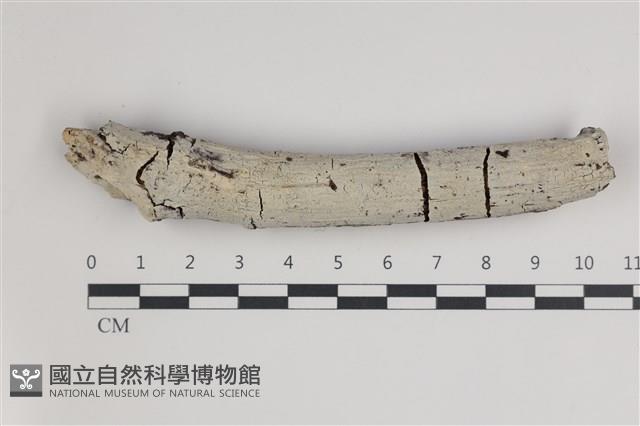 登錄號:F0035692藏品圖，第1張