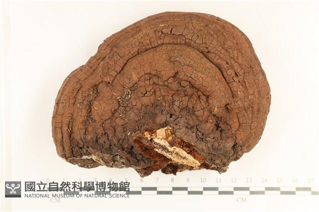 登錄號:F0038492藏品圖，第1張